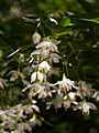 Styrax japonica IMG_6914 Styrak japoński